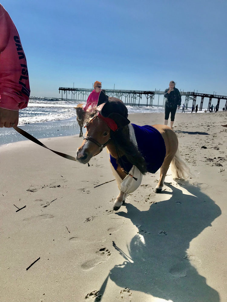 A mini horse dressed as Captain Jack Sparrow is walked on a lead on the beach